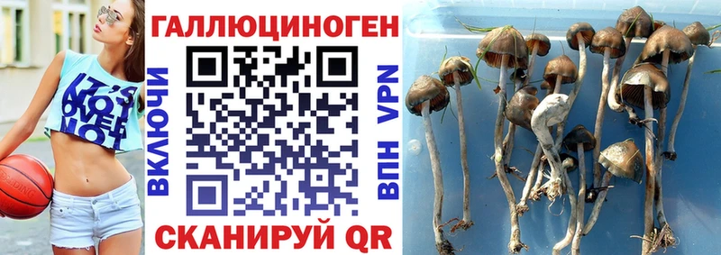Псилоцибиновые грибы Psilocybe как найти Бабушкин